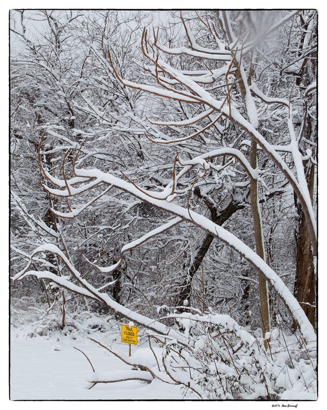 _5SB9608 snowy branches 4.jpg